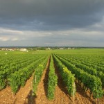 The vineyards near our luxury vacation rental for six or 10 in Puligny Montrachet, near Beaune, Burgundy