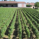 It is a lovely place to stay, in the middle of the action in Puligny Montrachet (Burgundy), with a small vineyard of its own and Domaine Olivier Leflaive opposite