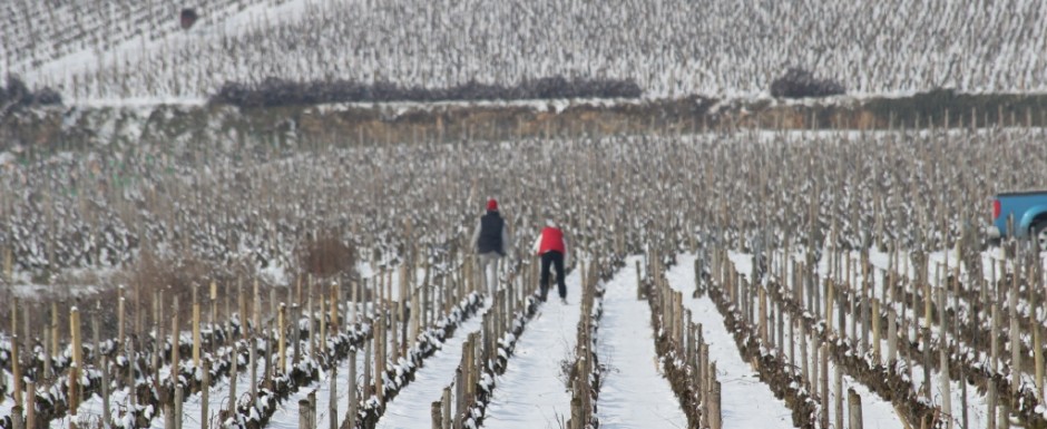 There is so much going on all year round in the vineyards near our holiday rental in Puligny Montrachet, Burgundy, even in Winter