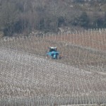 One of our favourite things to do when on holiday in Burgundy is to stroll from our holiday house in Puligny Montrachet to Meursault, watching the action in the fields