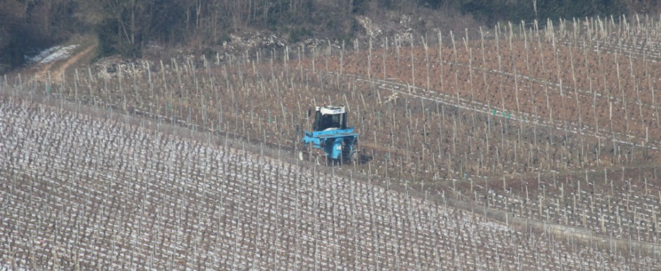 One of our favourite things to do when on holiday in Burgundy is to stroll from our holiday house in Puligny Montrachet to Meursault, watching the action in the fields