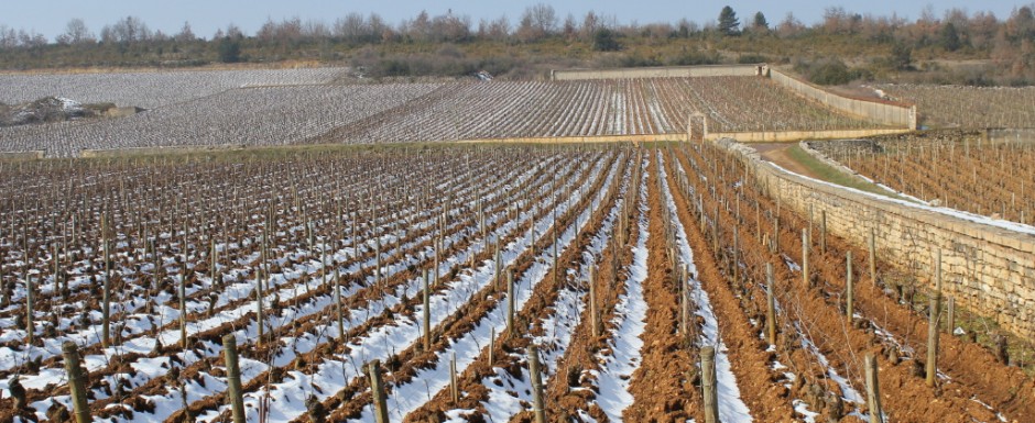 The Puligny vineyards look so good in winter