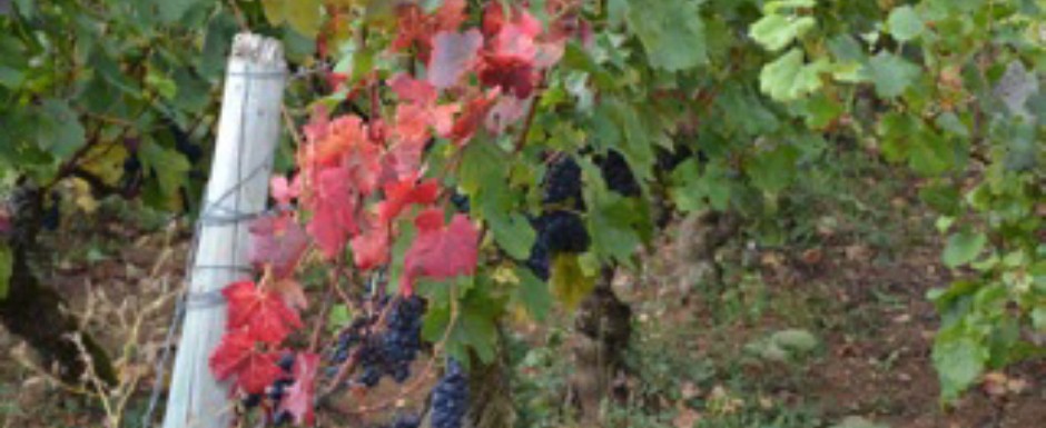 The grapes at our luxury holiday rental for 6 or 10, in Puligny-Montrachet, Burgundy