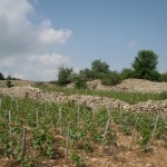 Friends of 10pm, Domain Bachey-Legros have extensive vineyards in Santenay in the Cote d'Or Burgundy