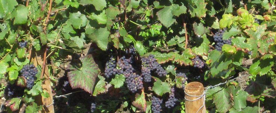 The Vendanges in Burgundy, Staying at our vacation rental property, 10pm in Puligny Montrachet