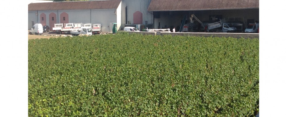 The vendanges near our luxury holiday home in Puligny Montrachet, near Beaune, Burgundy