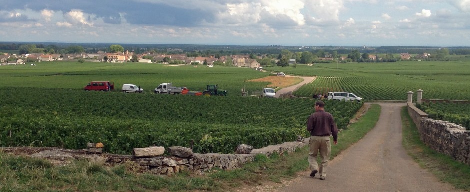 The vendanges near our luxury holiday home in Puligny Montrachet, near Beaune, Burgundy