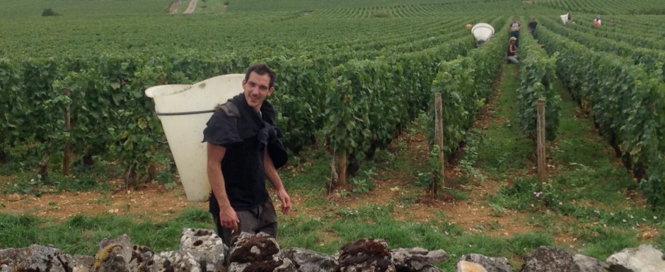 The vendanges near our luxury holiday home in Puligny Montrachet, near Beaune, Burgundy