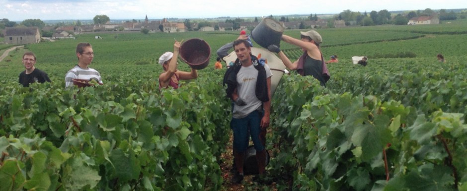 The vendanges near our luxury holiday home in Puligny Montrachet, near Beaune, Burgundy