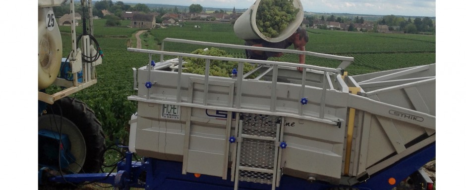 The vendanges near our luxury holiday home in Puligny Montrachet, near Beaune, Burgundy