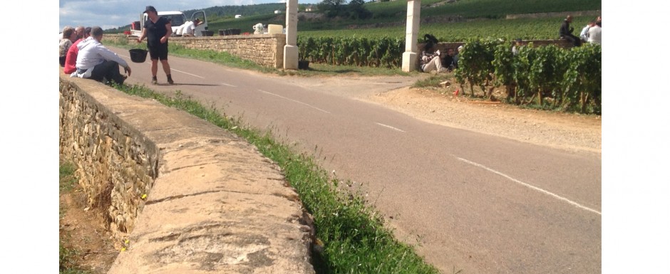 The vendanges near our luxury holiday home in Puligny Montrachet, near Beaune, Burgundy