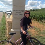 The vendanges near our luxury holiday home in Puligny Montrachet, near Beaune, Burgundy