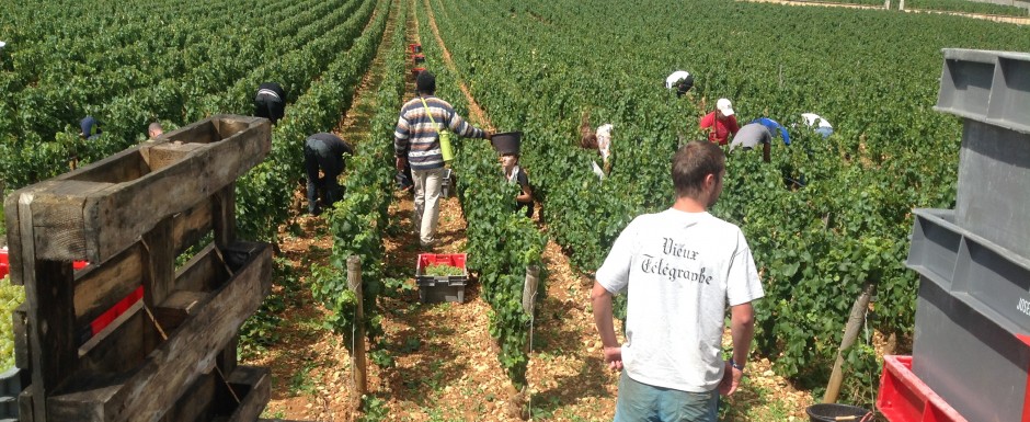 The vendanges near our luxury holiday home in Puligny Montrachet, near Beaune, Burgundy