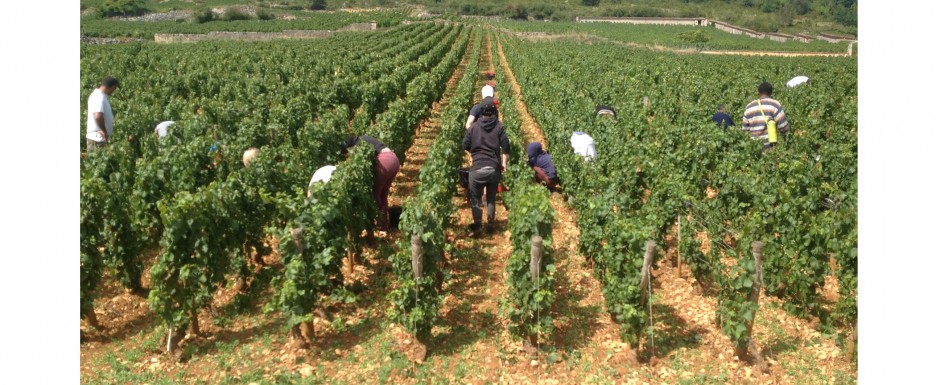 The vendanges near our luxury holiday home in Puligny Montrachet, near Beaune, Burgundy