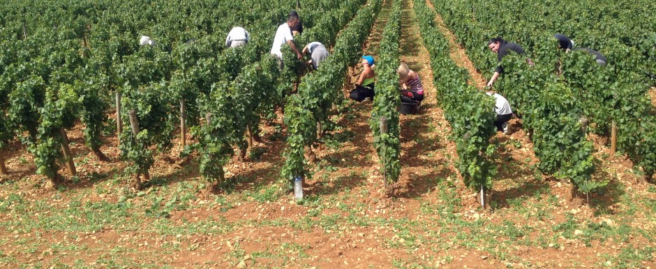 The vendanges near our luxury holiday home in Puligny Montrachet, near Beaune, Burgundy