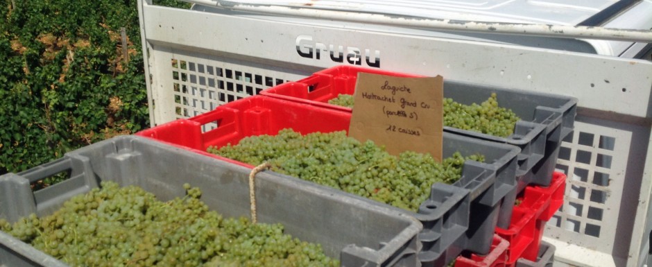 The vendanges near our luxury holiday home in Puligny Montrachet, near Beaune, Burgundy