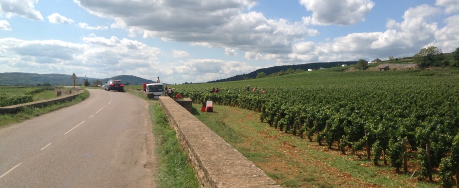 The vendanges near our luxury holiday home in Puligny Montrachet, near Beaune, Burgundy