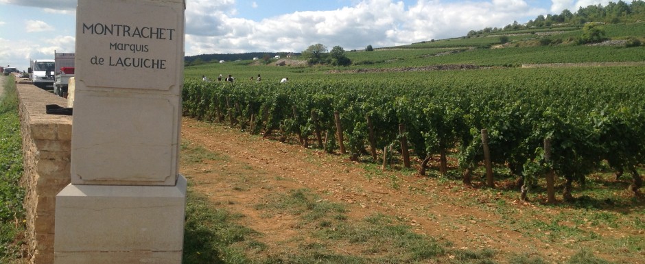 The vendanges near our luxury holiday home in Puligny Montrachet, near Beaune, Burgundy