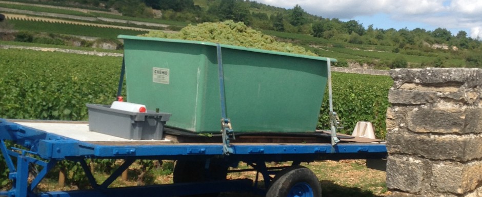 The vendanges near our luxury holiday home in Puligny Montrachet, near Beaune, Burgundy